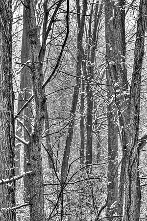 Woods
